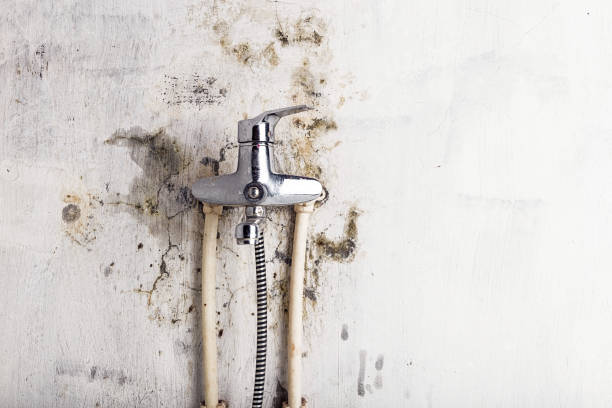 Best Fast Mold Removal  in Fairfield Glade, TN