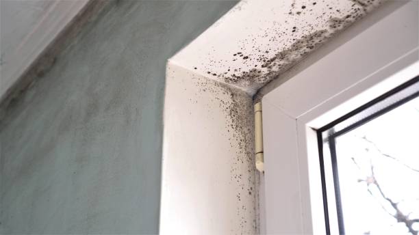 Best Black Mold Removal  in Fairfield Glade, TN