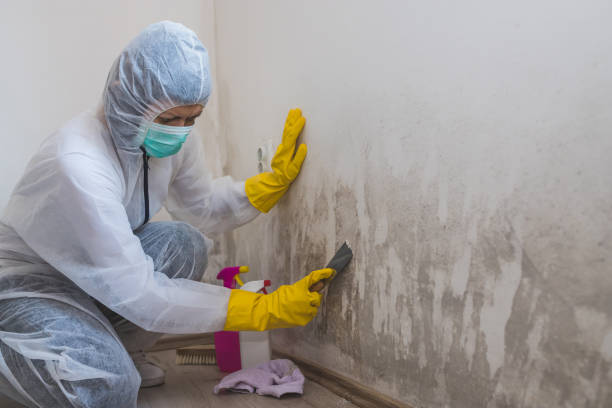 Mold Testing and Removal in Fairfield Glade, TN