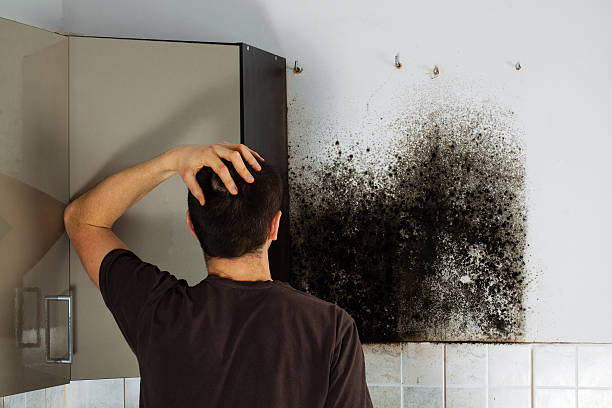 Office Mold Removal Services in Fairfield Glade, TN